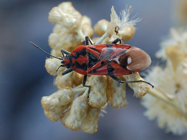 Lygaeidae - Spilostethus pandurus